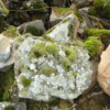 Moss Rock