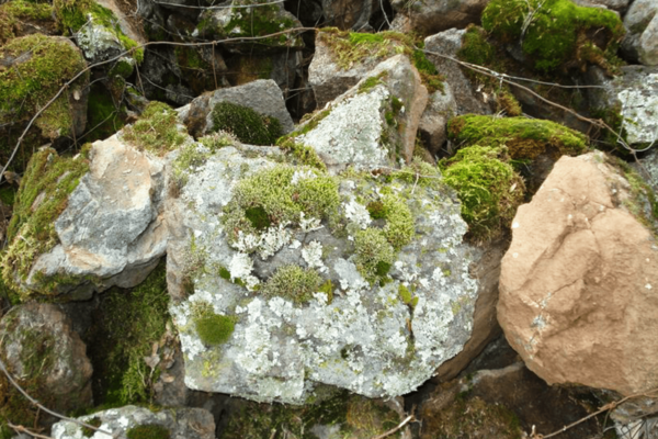 Moss Rock