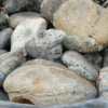 Moss Rock Lichen Cobble Stones