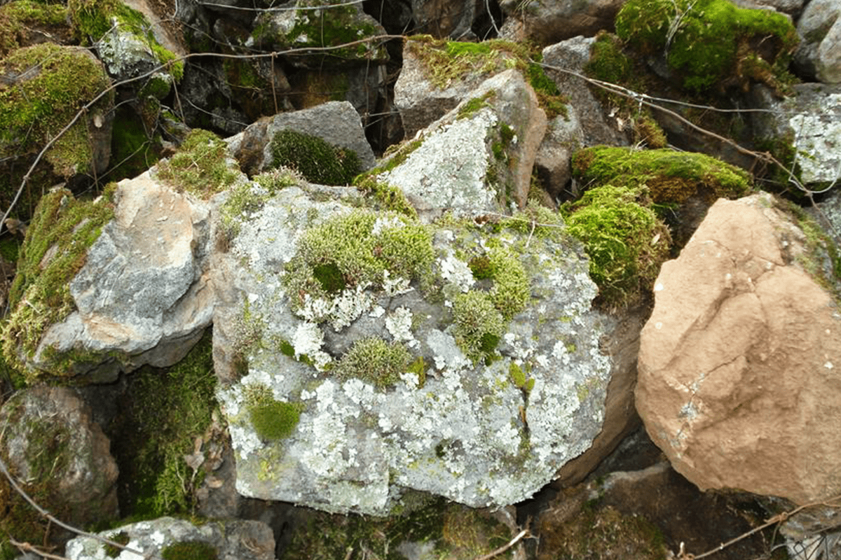 Moss Rocks, Rock n Redgum