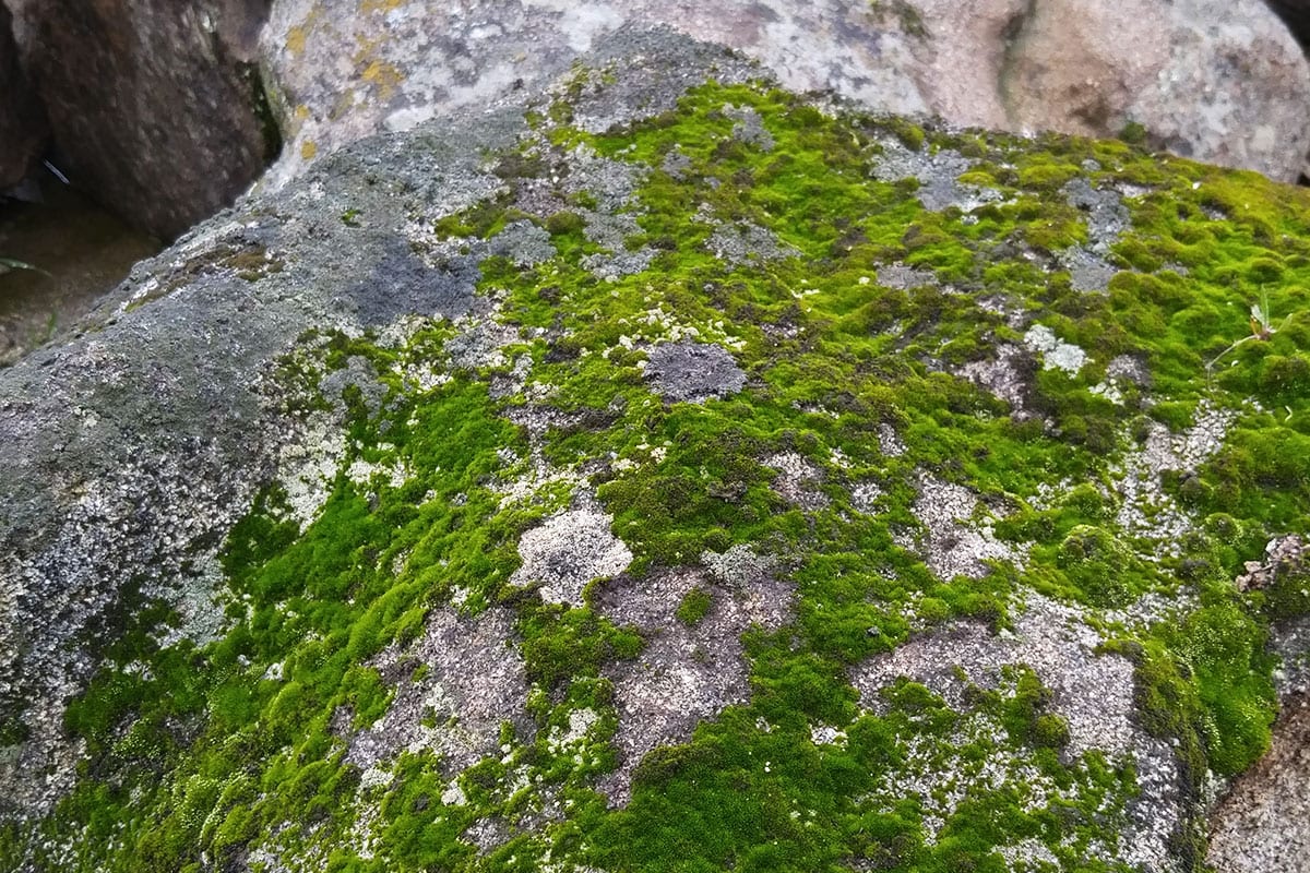 Moss Rock - Rosenbalm Rockery